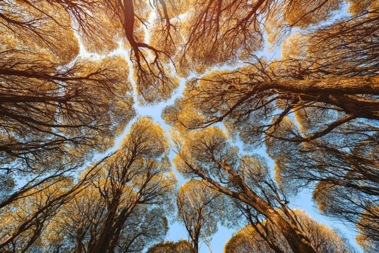 autumn, landscape, bottom view, tree tops, tree crown, nature, postcard, leaves, sky, under the tree