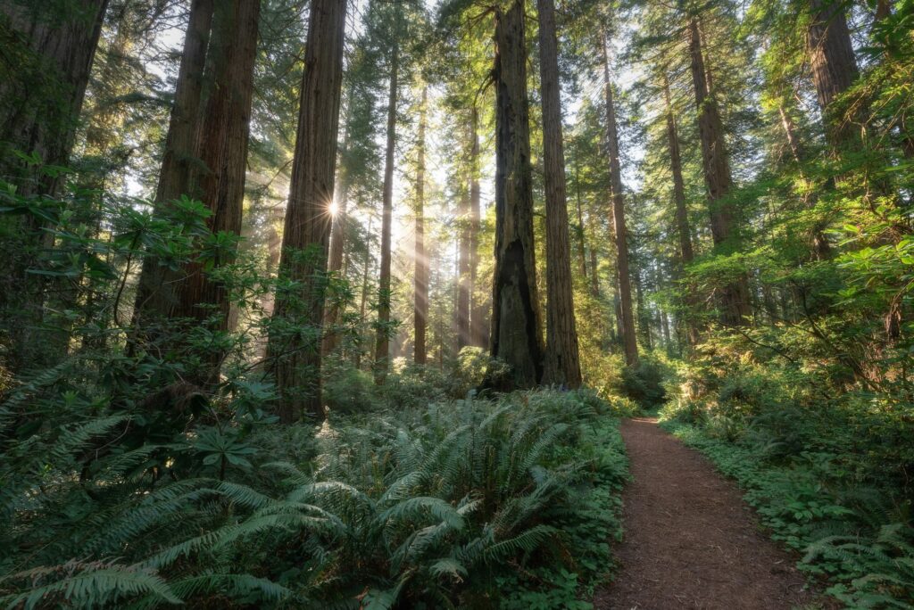Mornings in the redwood forest